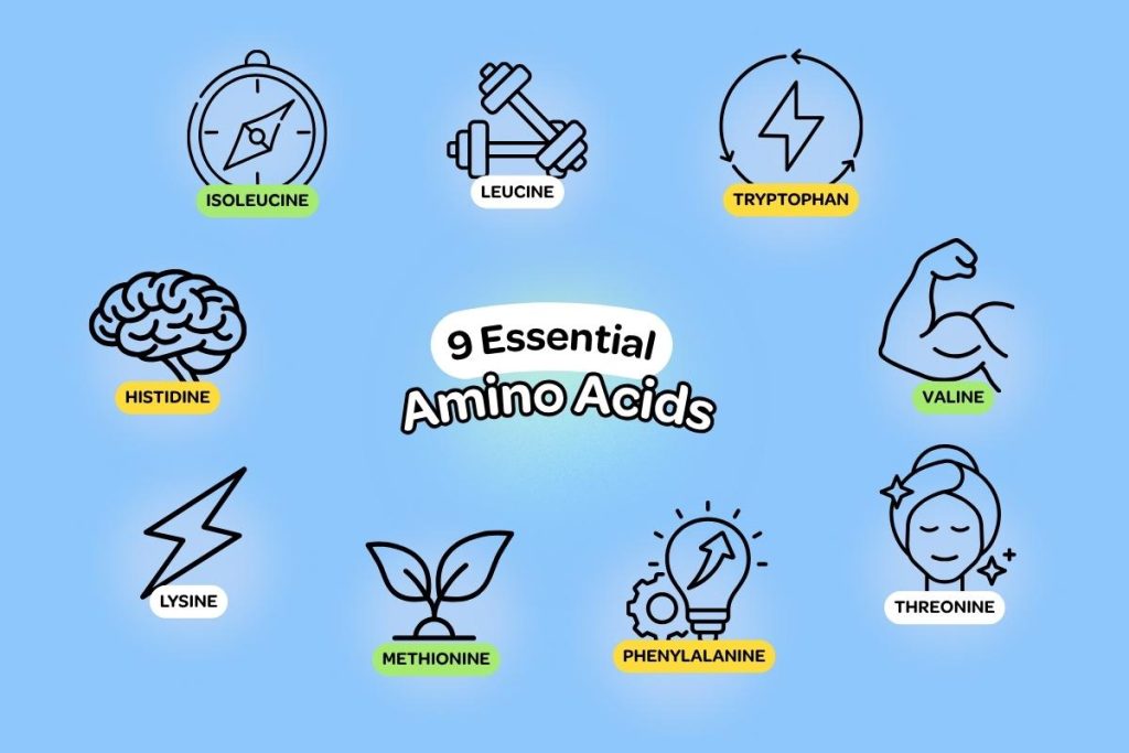 Graphic image with text overlay in the centre reading ‘9 Essential Amino Acids’, surrounded by 9 icons with labels listing Isoleucine, Leucine, Histidine, Lysine, Methionine, Phenylalanine, Threonine, Valine, and Tryptophan.